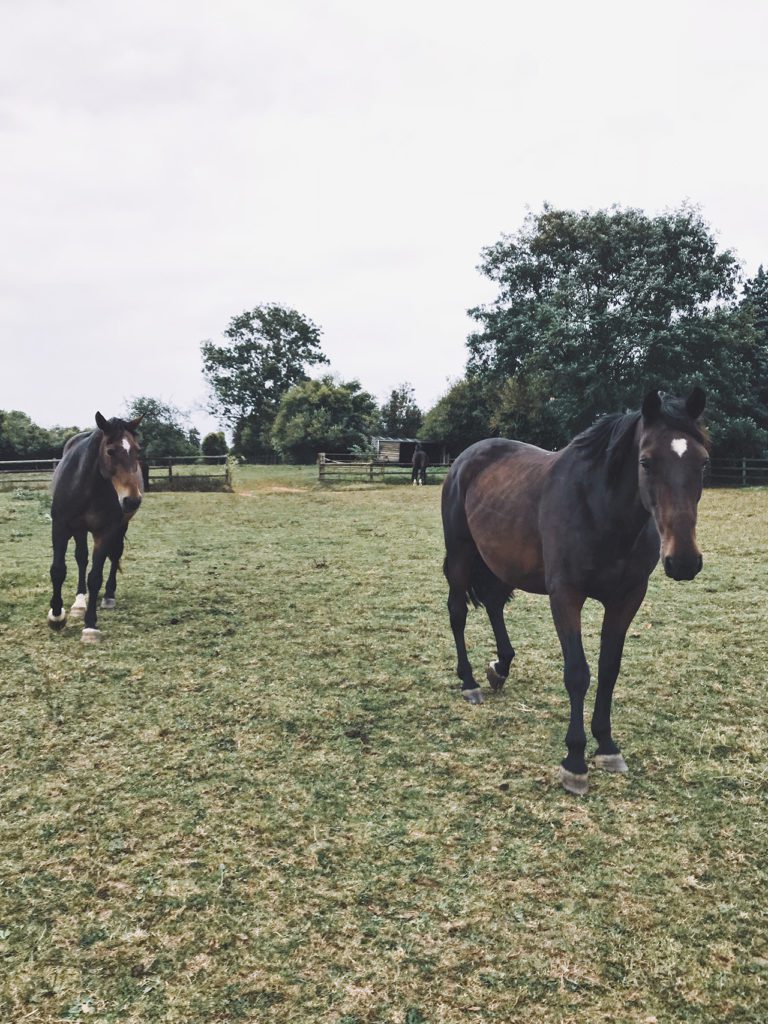 chevaux en Normandie