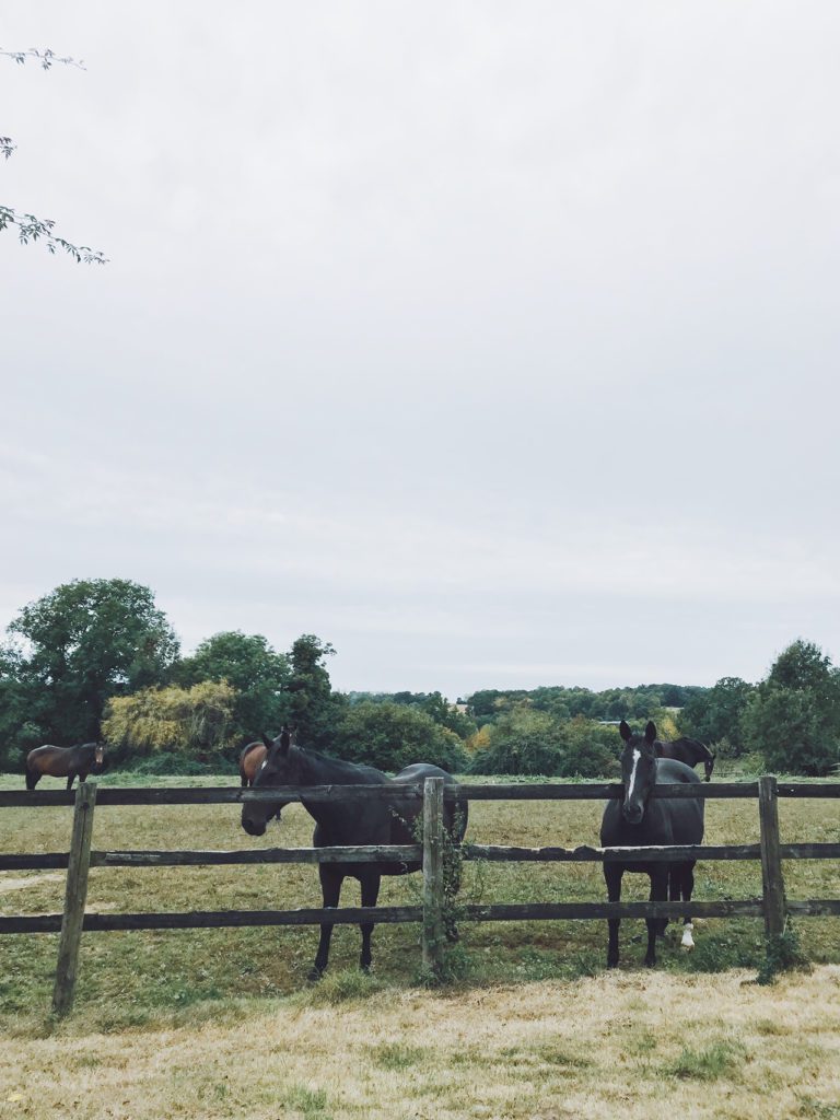 horses in Normandy