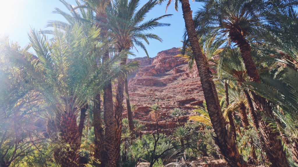 Voyage au Maroc palmiers aux gorges d'ait mansour