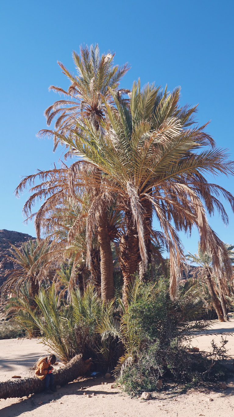 Voyage au Maroc palmier dans la palmeraie de Tafraout