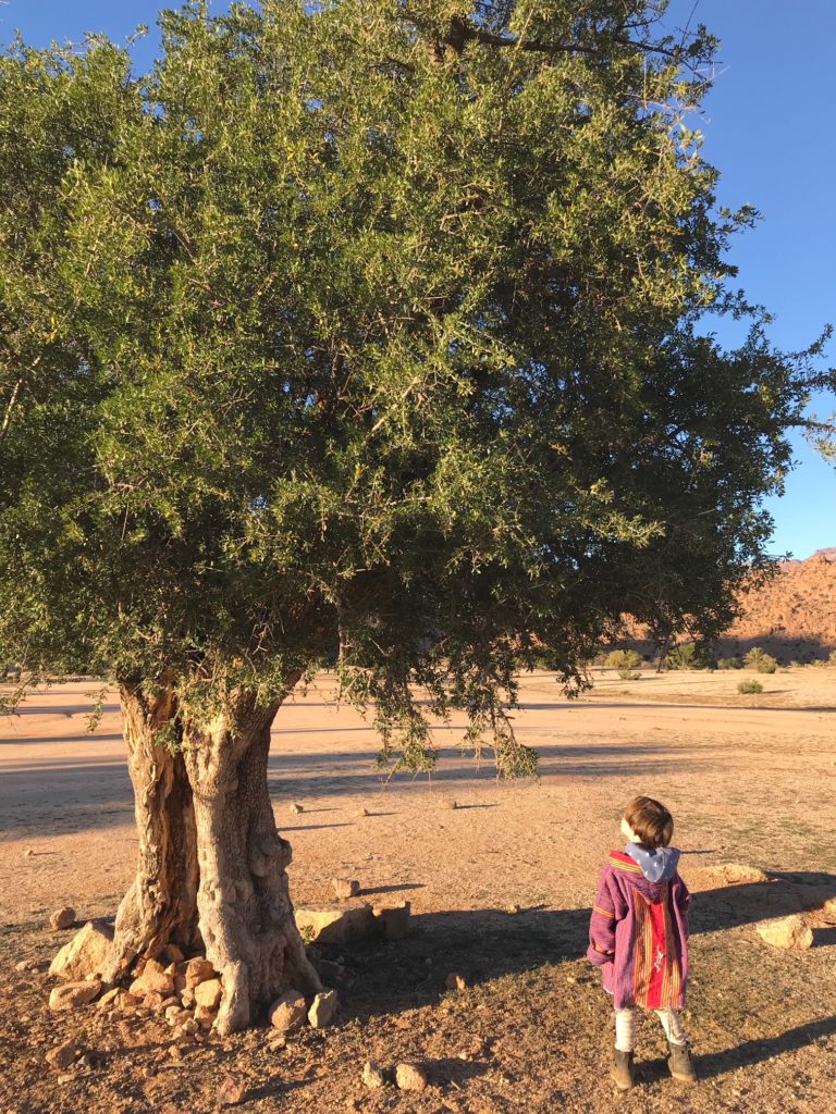 Voyage au Maroc grand arganier à la palmeraie de Tafraout