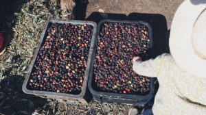 Voyage au Maroc Taroudant olives noirs dans la raffinerie d'huile d'olive
