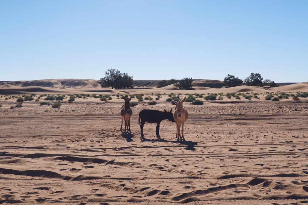 Voyage au Maroc Desert Sahara Erg Chegaga ânes