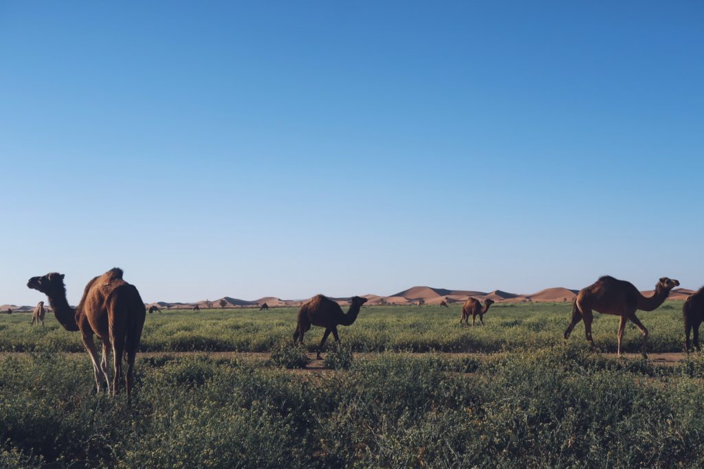 Voyage au Maroc Desert Sahara Erg Chegaga excursion 4x4 dromadaires