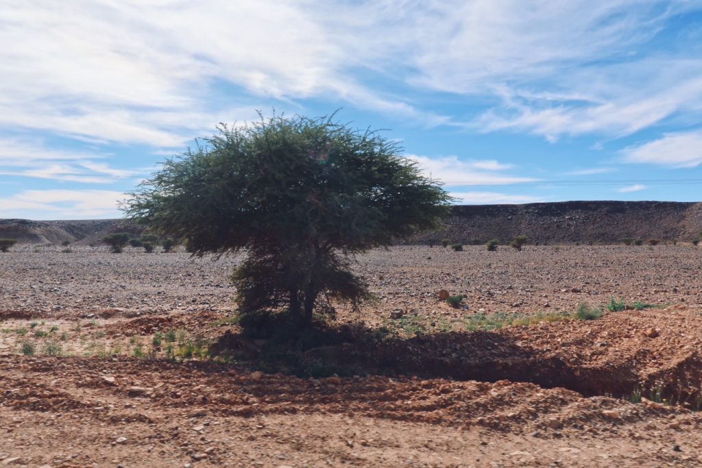 Voyage au Maroc Desert Sahara Erg Chegaga acacia